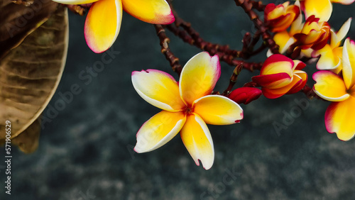 Group of yellow Plumeria flowers in the park.