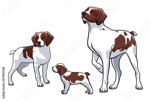 American Brittany breed dog. Dog family. Vector illustration on a white background.