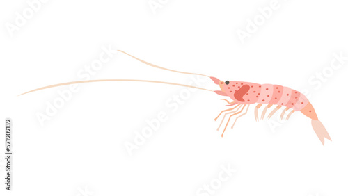 サクラエビのフラットなベクターイラスト