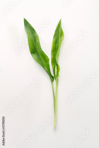 Fresh wild garlic on a white surface