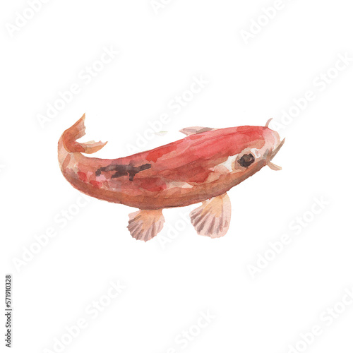 Koi fish Japanese garden pond stones lantern gate red rock garden ancient culture and history. Zen yoga harmonious mood east algae and water lilies