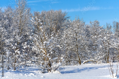 beautiful winter landscape, forest, winter, white snow and sun