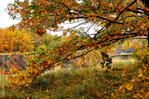 colorful autumn landscape in the forest, oak leaves on an oak branch in autumn