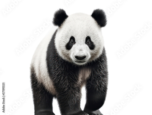 Giant panda isolated on white, , transparent background, PNG, generative ai