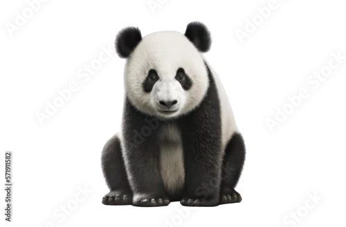 Obraz Giant panda isolated on white, , transparent background, PNG, generative ai