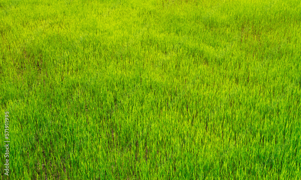 Rice seedlings in Rice field green background. agriculture, An organic asian farm. Young growing rice. Rice has many benefits and is valuable for growth. Rice seedlings in Rice field green background. agriculture, An organic asian farm. Young growing rice. Rice has many benefits and is valuable for growth.