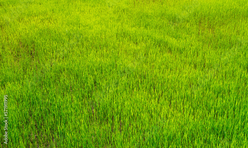 Rice seedlings in Rice field green background. agriculture, An organic asian farm. Young growing rice. Rice has many benefits and is valuable for growth.