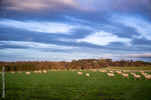 Sheep grazing in a green field in the English countryside at sunset in winter on a UK farm.