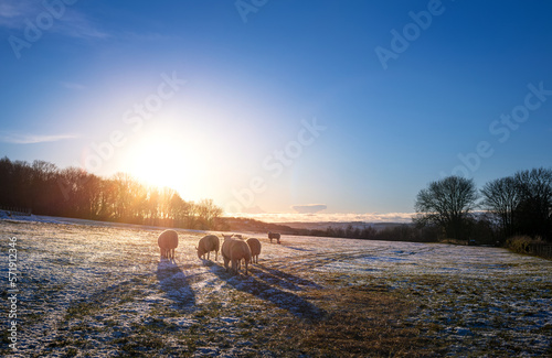 Sheep grazing in a frozen, snow covered field in the English countryside at sunset on a winter day on a UK farm.