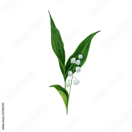 Lilies of the Valley. Lily of the May with flowers. Watercolor illustration of a lily of the valley flower. Convallaria majalis