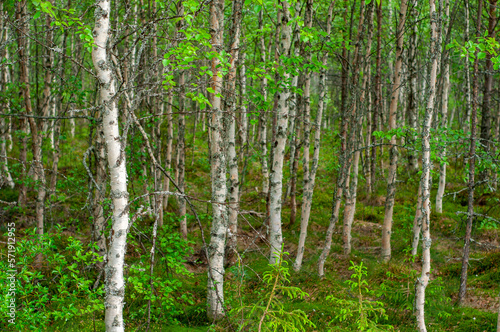 Young birch forest in north Finland