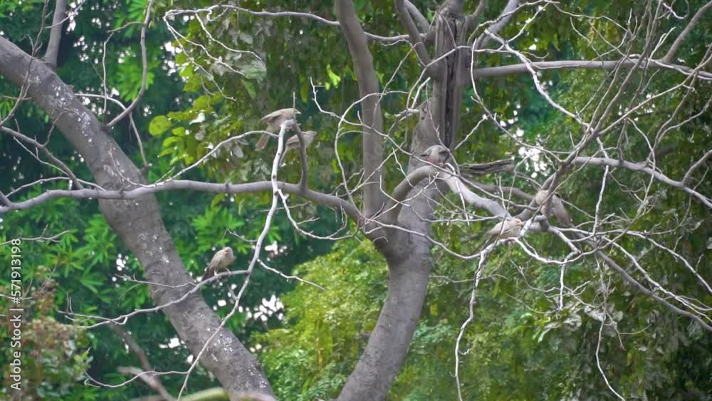 Slow motion shot of angry bird sitting on a tree Slow motion shot of angry bird sitting on a tree