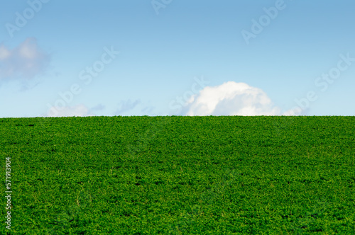 Agricultural field with green planted crops. A straight horizon line  passing into a clear sky