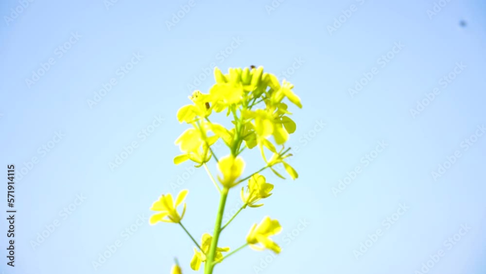Slow motion shot of honey bee sitting on yellow soya bean flowers Slow motion shot of honey bee sitting on yellow soya bean flowers