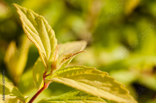 Young leaves of spirea, yellow-green leaves with red veins. soft focus
