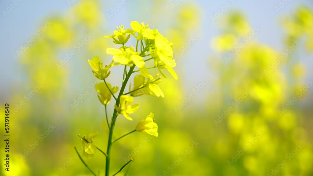 Slow motion shot of honey bee sitting on yellow soya bean flowers Slow motion shot of honey bee sitting on yellow soya bean flowers