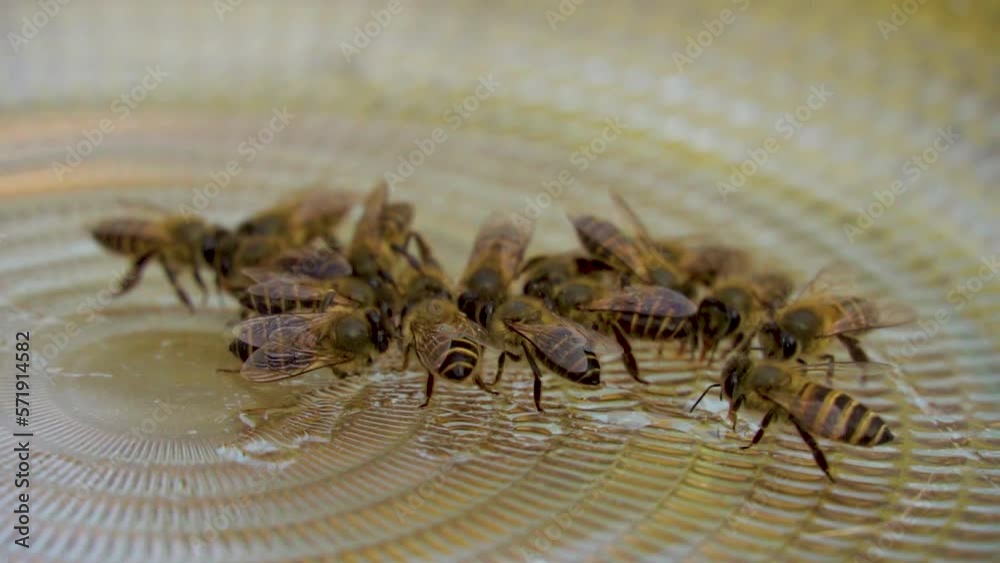 Slow motion shot of honey bee sitting together Slow motion shot of honey bee sitting together