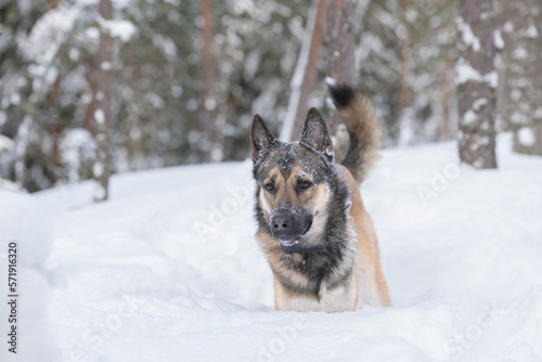 Young east siberian laika walking in deep snow © Juha Saastamoinen