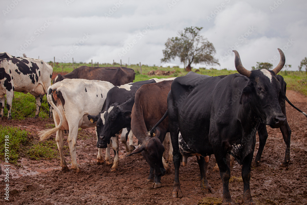 Cows in Brazil's Canastra cheese farm
