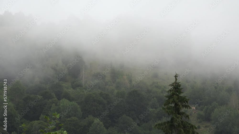Fog in Mountains, Raining in Forest, Smoke, Mystical View, Foggy in Alpines, Mysterious Scary Scenery, Clouds in Wood, Timelapse Fog in Mountains, Raining in Forest, Smoke, Mystical View, Foggy in Alpines, Mysterious Scary Scenery, Clouds in Wood, Timelapse