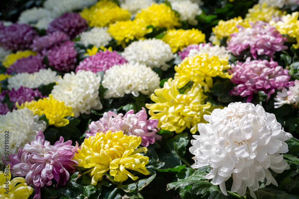 A lot of colorful chrysanthemums, selective focus A lot of colorful chrysanthemums, selective focus