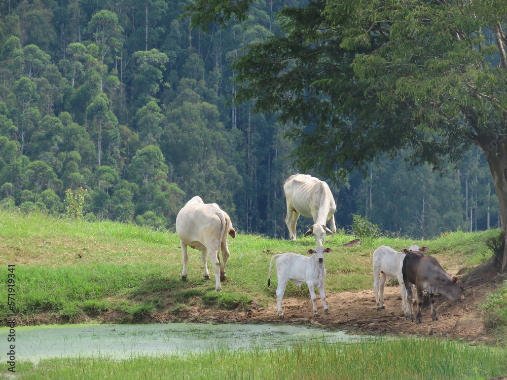 Fototapeta premium herd of horses
