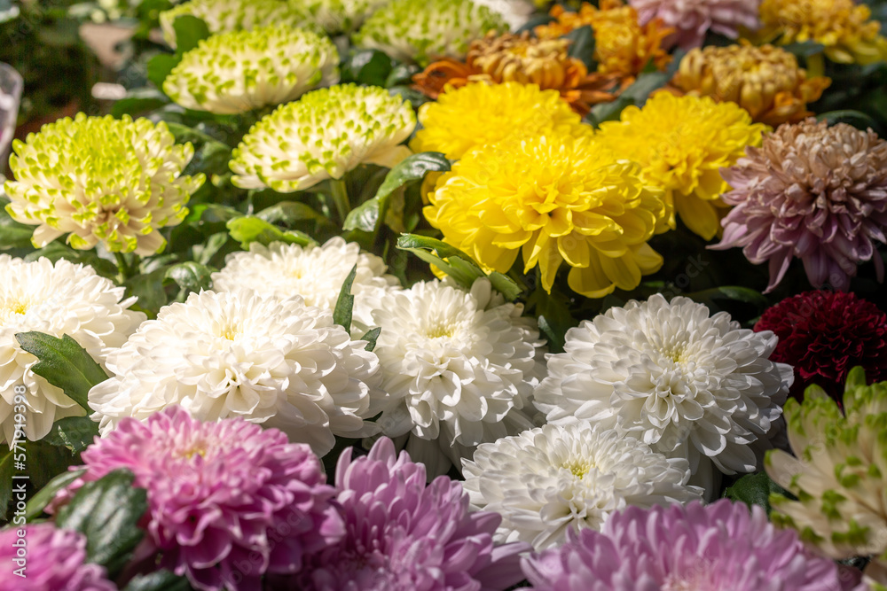 Lots of colorful chrysanthemums, selective focus Lots of colorful chrysanthemums, selective focus