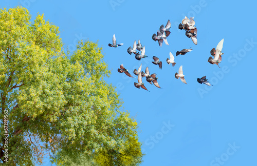 Group of pigeon flying in the sky on tree branch © muratart