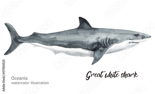 Watercolor Great white shark.  Hand painting postcard with Great white shark isolated white background. Ocean animals	
