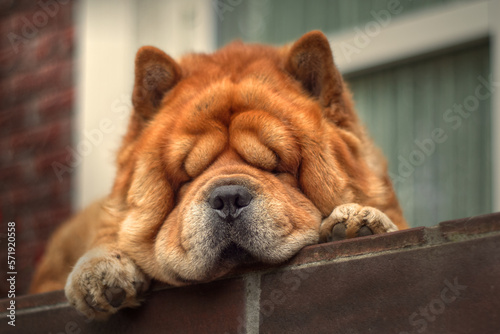 Adorable chow dog sleeping