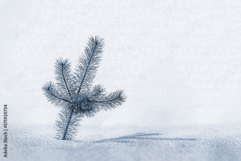 Sprig of pine trees in the snow.