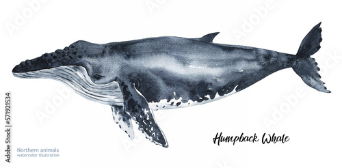Photography Watercolor Humpback whale