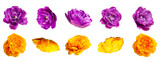 Various buds and petals of purple yellow tulip isolated on white background. With clipping path. Spring blossom nature layout, beautiful flowers for your design. Mockup