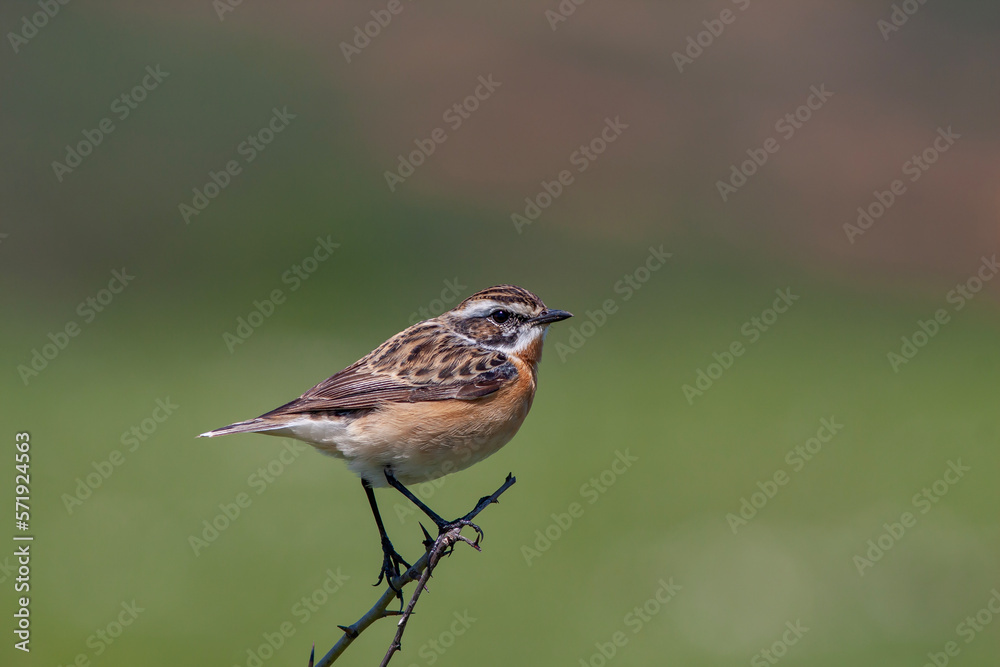 Fototapeta premium bird looking around in woodland, Whinchat, Saxicola rubetra