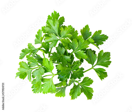 fresh parsley herb isolated on transparent png