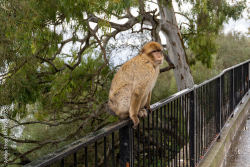 Gibraltar monkey