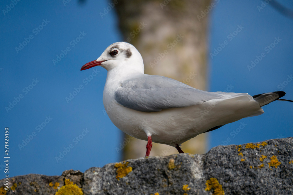 Obraz premium seagull on rock