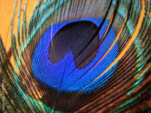 Closeup of a peacock feather © Reji VR