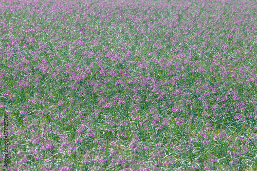畑の一面に咲くラッキョウの花 鳥取県 鳥取砂丘