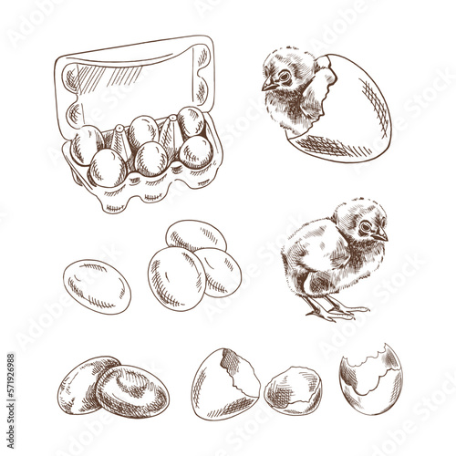 A hand-drawn sketch of chicken,  shelll and eggs. Packing of eggs.  Vector illustration. Drawing isolated on white background. Vintage element.