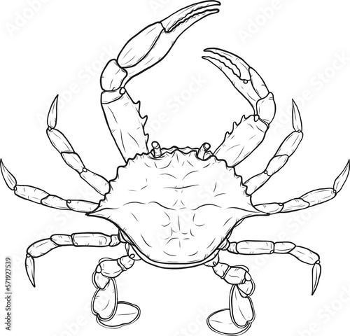 Crab png by hand drawing.crab silhouette on white background.