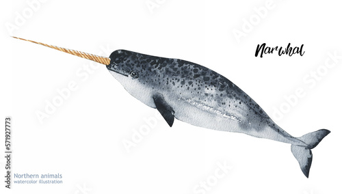 Canvastavla Watercolor cute Narwhal
