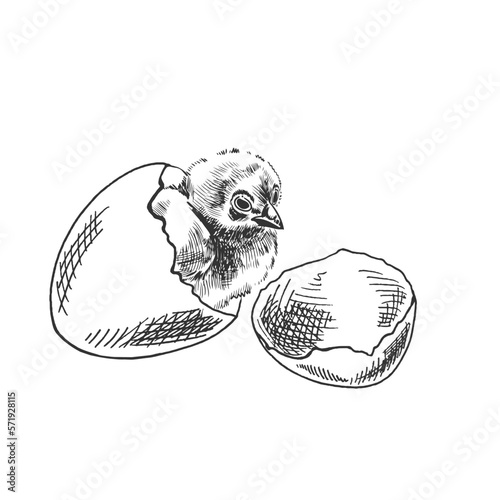 A hand-drawn sketch of chicken and shell. Easter Holiday. Vector illustration. Drawing isolated on white background. Vintage element.