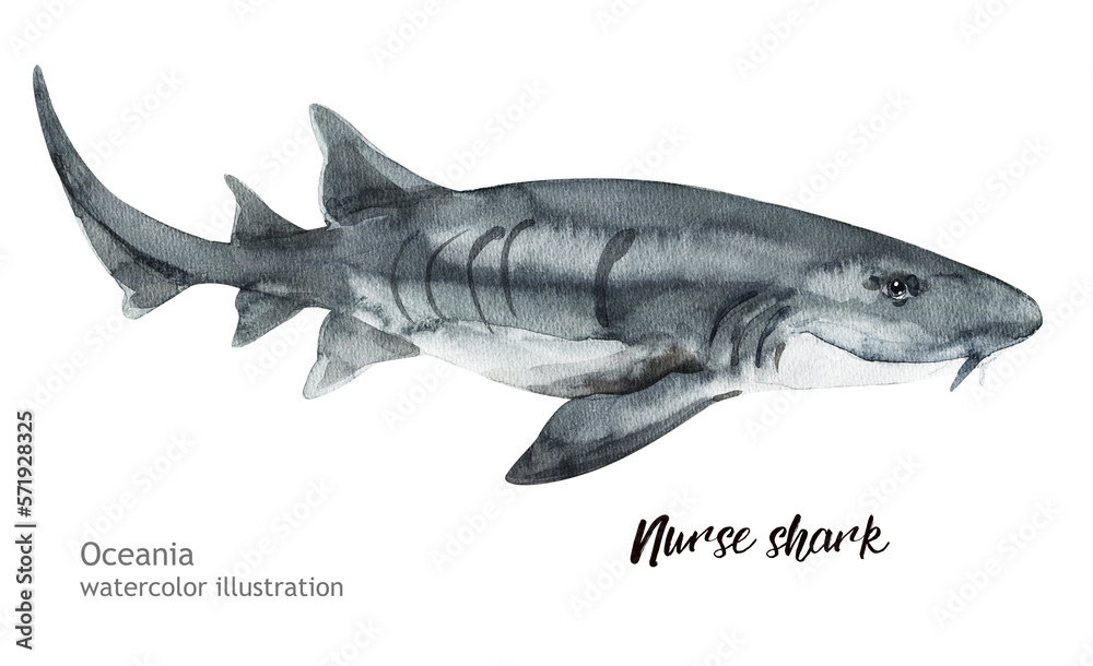 Watercolor cute Nurse shark. Hand painting postcard with Nurse shark