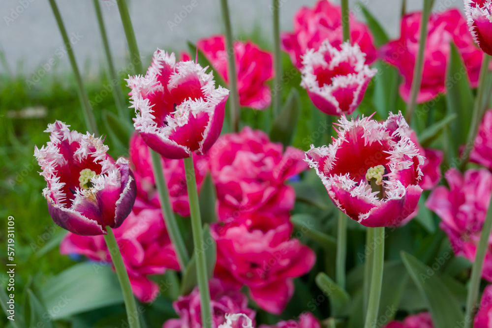 Colorful spring meadow with pink and white fringed tulip siesta and pink tulip flowers - close up. Nature, floral, blooming and gardening concept Colorful spring meadow with pink and white fringed tulip siesta and pink tulip flowers - close up. Nature, floral, blooming and gardening concept