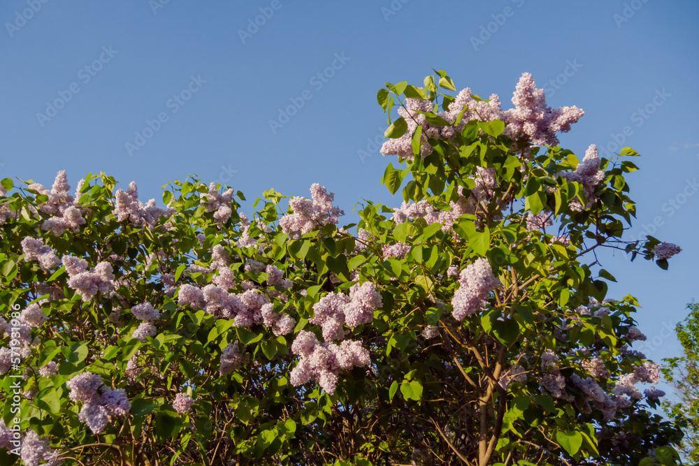 Syringa vulgaris, common lilac bushes against blue sky. Nature, floral, blooming and gardening concept Syringa vulgaris, common lilac bushes against blue sky. Nature, floral, blooming and gardening concept