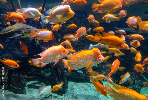 Diversity of tropical fish in exotic decorative aquarium. View of Amphilophus citrinellus fish © mitzo_bs