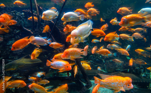 Diversity of tropical fish in exotic decorative aquarium. View of Amphilophus citrinellus fish photo