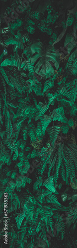 Fototapeta Naklejka Na Ścianę i Meble -  Green leaf background. Herb wall, plant wall, natural green wallpaper and background. nature wall. Nature background of green forest	