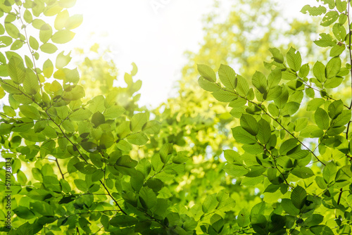 Obraz na płótnie Green tree leaves in sunlight, sunny spring day in the park w salonie